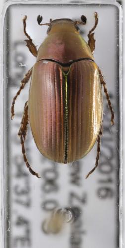 Pyronota edwardsi